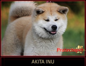 Akita Inu dog standing in a field